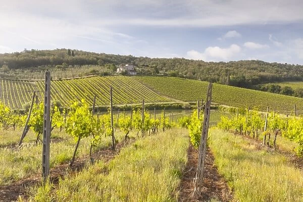 Vineyards near Radda in Chianti, Tuscany, Italy, Europe