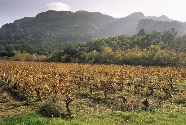 Vineyards near Roquebrun sur Argens, Var, Provence, France, Europe