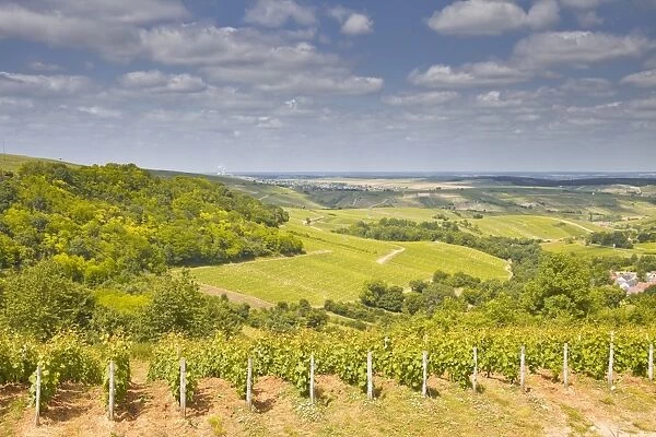 Vineyards near to Sancerre in the Loire Valley. an area famous for its wine, Cher, Centre, France, Europe