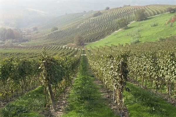 Vineyards near Serralunga D Alba, Piedmont, Italy, Europe