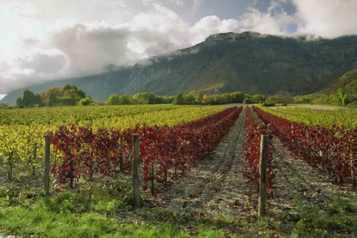 Framed Print : Vineyards near St. Ismier, near Chambery, Savoie, Rhone Alpes, France, Europe Framed Print : Vineyards near St. Ismier, near Chambery, Savoie, Rhone Alpes, France, Europe