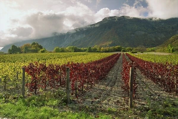 Vineyards near St. Ismier, near Chambery, Savoie, Rhone Alpes, France, Europe