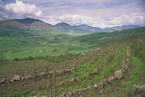 Vineyards near St. Jean Pied de Port, Basque area, Aquitaine, France, Europe