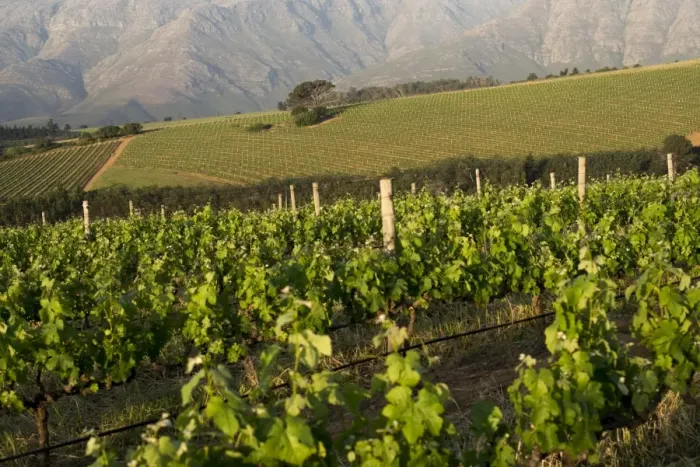 Framed Print : Vineyards near Stellenbosch in the Western Cape, South Africa, Africa Framed Print : Vineyards near Stellenbosch in the Western Cape, South Africa, Africa