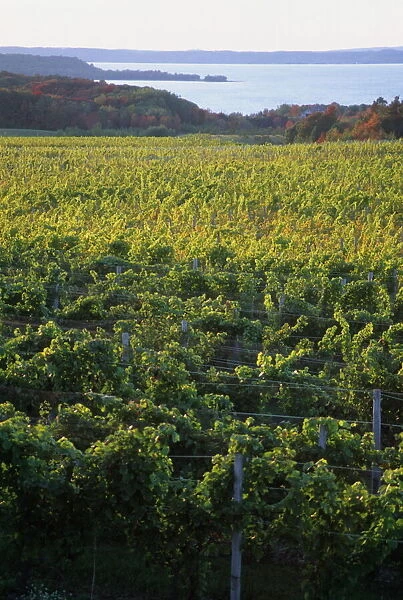 Vineyards near Traverse City