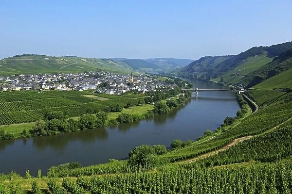 Vineyards near Trittenheim, Moselle Valley, Rhineland-Palatinate, Germany, Europe