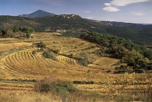 Vineyards near Valreas, Vaucluse, Provence, France, Europe