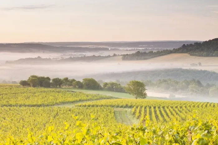 Framed Print : Vineyards near to Vezelay during a misty dawn, Burgundy, France, Europe Framed Print : Vineyards near to Vezelay during a misty dawn, Burgundy, France, Europe
