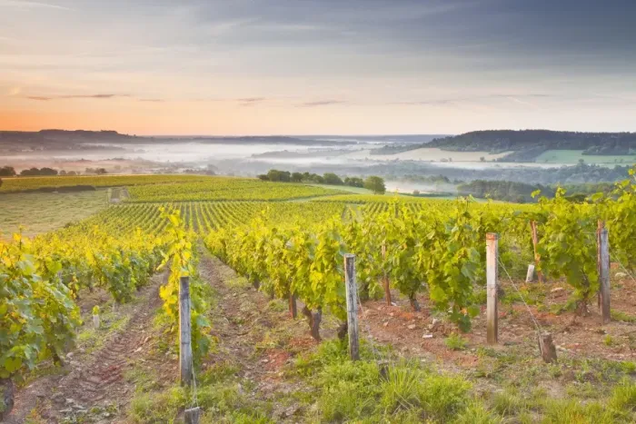 Framed Print : Vineyards near to Vezelay during a misty dawn, Burgundy, France, Europe Framed Print : Vineyards near to Vezelay during a misty dawn, Burgundy, France, Europe