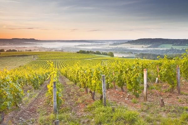 Vineyards near to Vezelay during a misty dawn, Burgundy, France, Europe