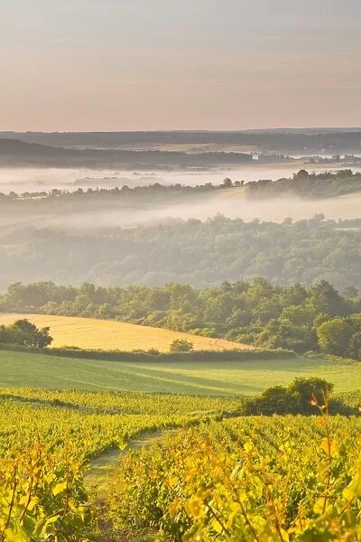 Vineyards near to Vezelay during a misty dawn, Yonne, Burgundy, France, Europe