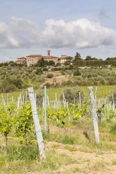 Vineyards near to Villa a Sesta, Chianti, Tuscany, Italy, Europe