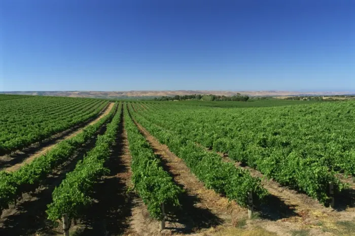 Framed Print : Vineyards, Oliverhill Wines, McLaren Vale, South Australia, Australia, Pacific Framed Print : Vineyards, Oliverhill Wines, McLaren Vale, South Australia, Australia, Pacific