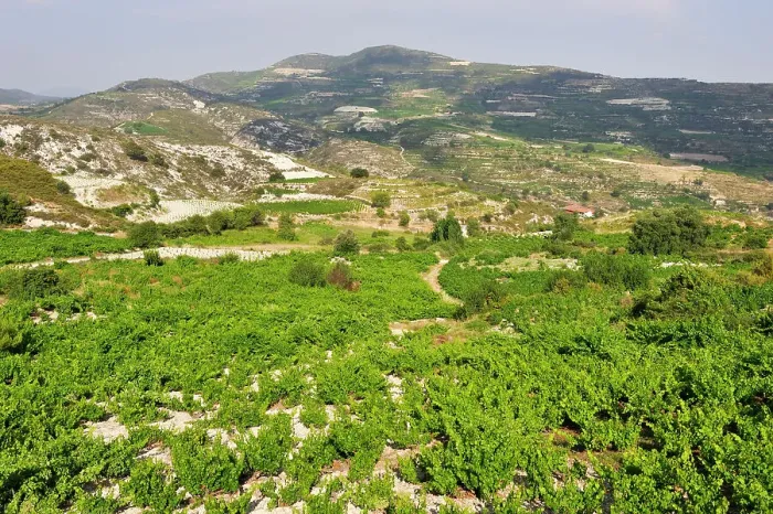 Framed Print : Vineyards around Omodos, Troodos Mountains, Cyprus, Eastern Mediterranean Sea, Europe Framed Print : Vineyards around Omodos, Troodos Mountains, Cyprus, Eastern Mediterranean Sea, Europe