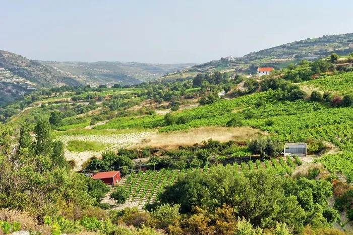 Framed Print : Vineyards around Omodos, Troodos Mountains, Cyprus, Eastern Mediterranean Sea, Europe Framed Print : Vineyards around Omodos, Troodos Mountains, Cyprus, Eastern Mediterranean Sea, Europe