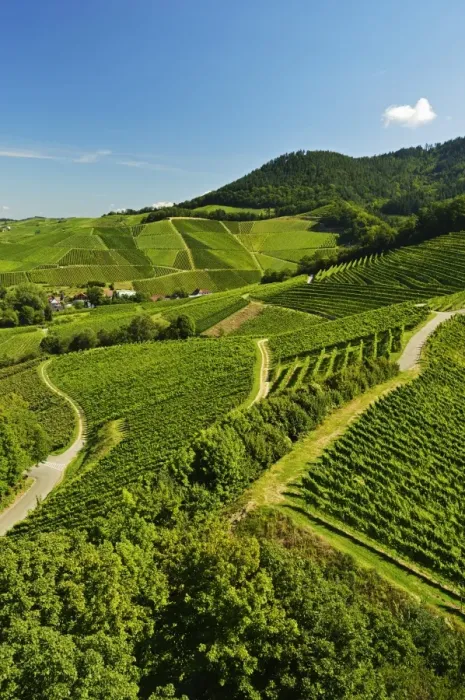 Framed Print : Vineyards, Ortenberg, Ortenau, Baden-Wurttemberg, Germany, Europe Framed Print : Vineyards, Ortenberg, Ortenau, Baden-Wurttemberg, Germany, Europe