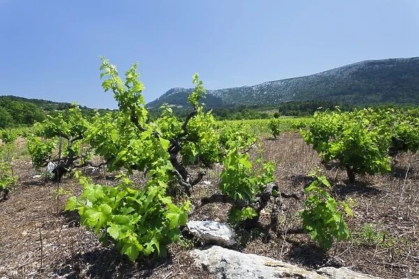 Vineyards, Peninsula Peljesac, Dalmatia, Croatia, Europe