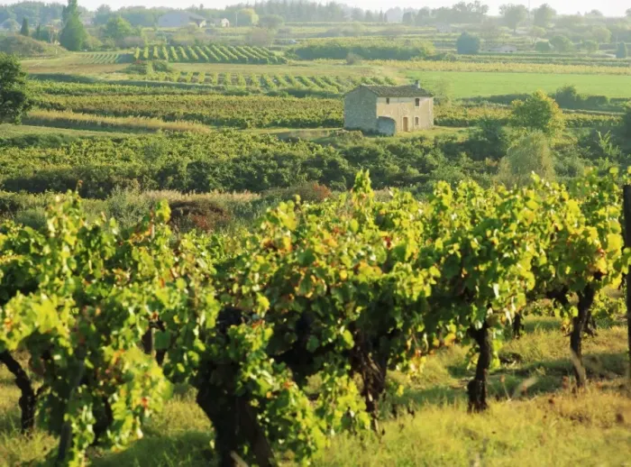 Framed Print : Vineyards, Provence, France, Europe Framed Print : Vineyards, Provence, France, Europe