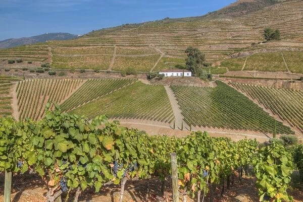 Vineyards, Quinta do Crasto, Alto Douro Wine Valley, UNESCO World Heritage Site, Portugal