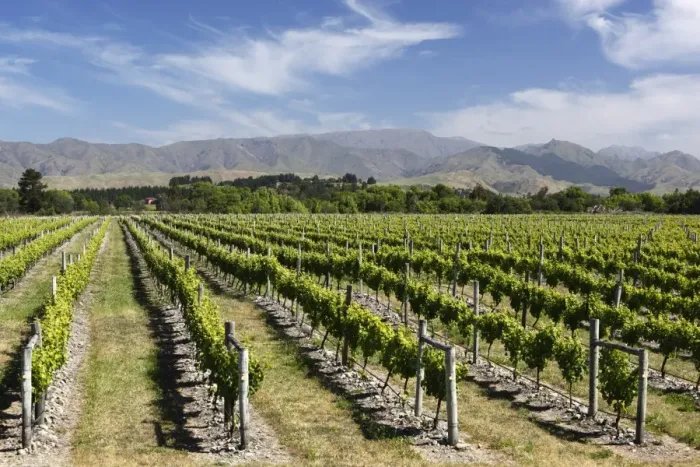 Framed Print : Vineyards, Renwick, near Blenheim, Marlborough region, South Island, New Zealand, Pacific Framed Print : Vineyards, Renwick, near Blenheim, Marlborough region, South Island, New Zealand, Pacific