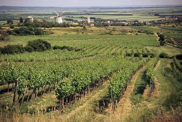 Vineyards around Retz, close to Czech border, with restored windmill in the distance
