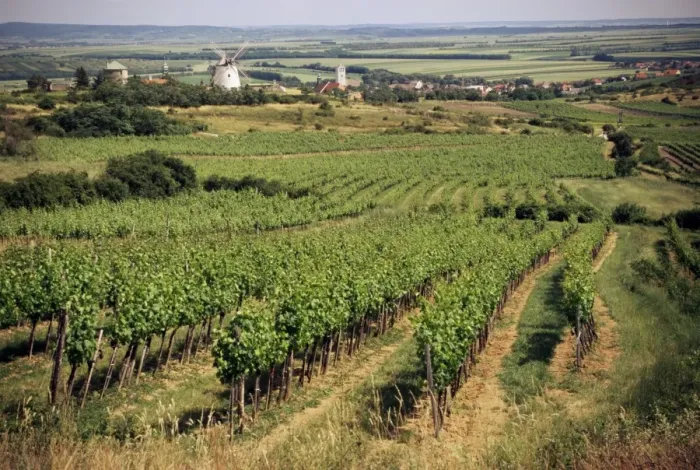 Framed Print : Vineyards around Retz, close to Czech border, with restored windmill in the distance Framed Print : Vineyards around Retz, close to Czech border, with restored windmill in the distance