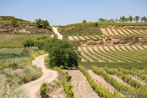 Vineyards in the Rioja region, Spain, Europe
