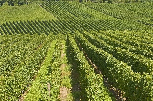 Vineyards by the River Moselle