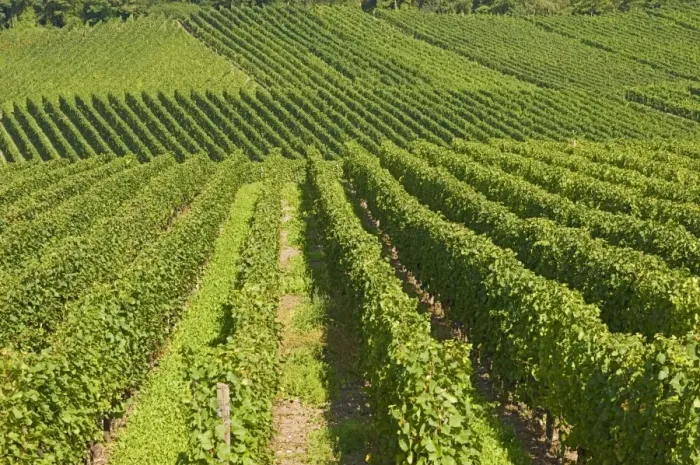 Framed Print : Vineyards by the River Moselle Framed Print : Vineyards by the River Moselle