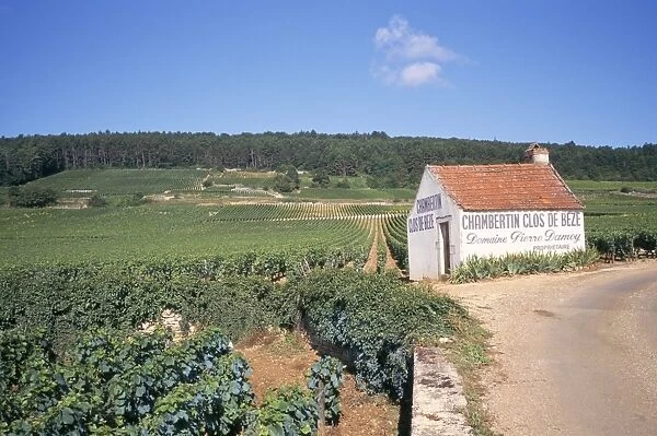 Vineyards on Route des Grands Crus, Nuits St. Georges, Dijon, Burgundy, France, Europe