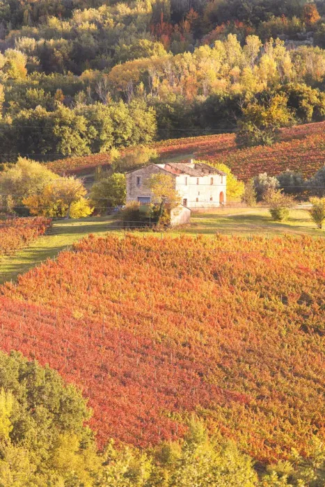 Framed Print : Vineyards of Sagrantino di Montefalco in autumn, Umbria, Italy Framed Print : Vineyards of Sagrantino di Montefalco in autumn, Umbria, Italy