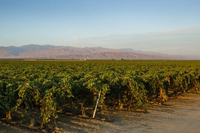Framed Print : Vineyards in San Joaquin Valley, California, United States of America, North America Framed Print : Vineyards in San Joaquin Valley, California, United States of America, North America