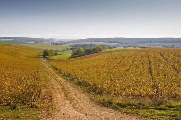 The vineyards of Sancerre during autumn, Cher, Centre, France, Europe