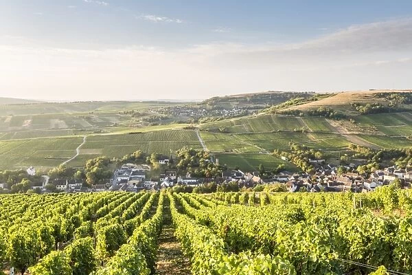 The vineyards of Sancerre above Chavignol, Cher, Centre, France, Europe