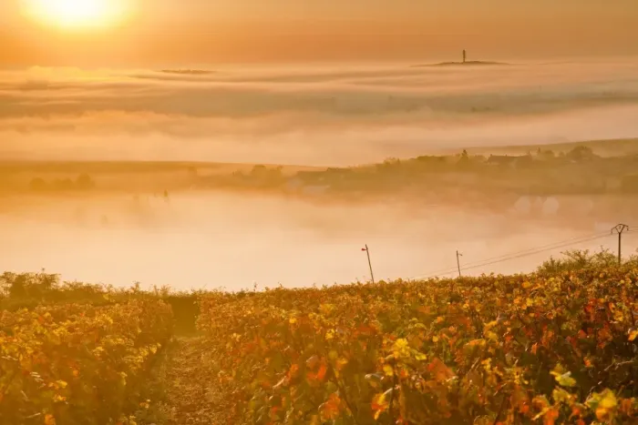 Framed Print : The vineyards of Sancerre during a heavy autumn mist, Cher, Centre, France, Europe Framed Print : The vineyards of Sancerre during a heavy autumn mist, Cher, Centre, France, Europe
