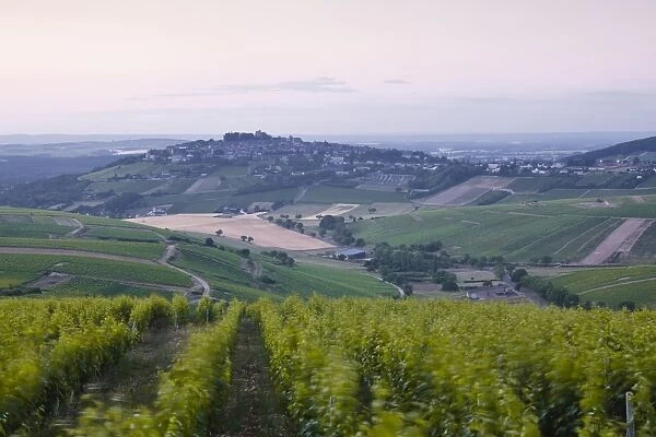 The vineyards of Sancerre before sunrise, Cher, Loire Valley, Centre, France, Europe
