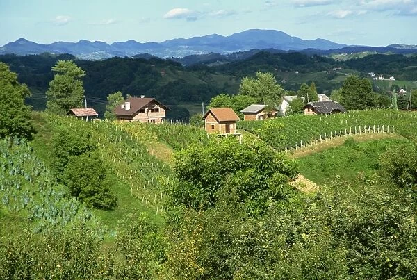 Vineyards below small houses, with hills in the background in the Zagorje region of Croatia