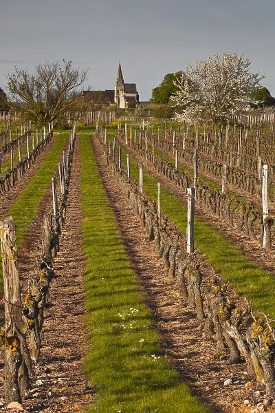 Vineyards, Souzay-Champigny, Saumur, Maine-et-Loire, France, Europe