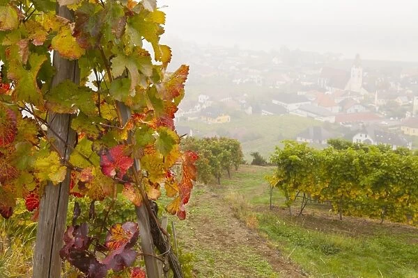 Vineyards above Spitz an der Danau, Wachau, Austria, Europe