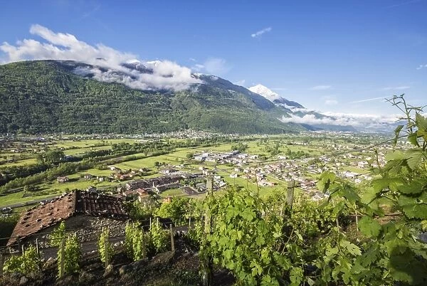 Vineyards in spring with the village of Traona in the background, Province of Sondrio