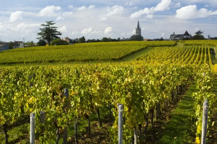 Framed Print : Vineyards, St. Emilion, Gironde, France, Europe Framed Print : Vineyards, St. Emilion, Gironde, France, Europe