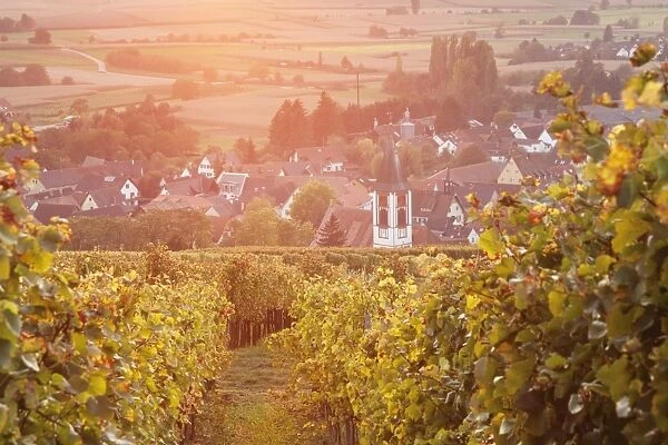 Vineyards at sunset, Ehrenstetten, Staufen im Breisgau, Markgrafler Land, Black Forest, Baden Wurttemberg, Germany, Europe