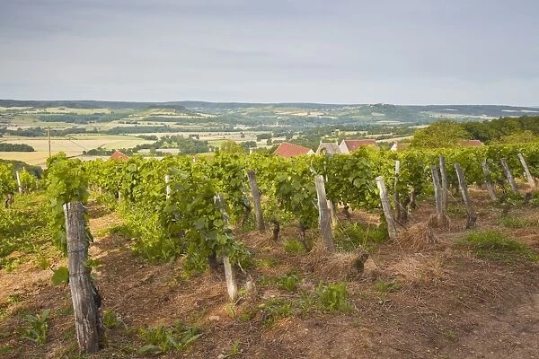 Vineyards in Tharoiseau near to Vezelay, Yonne, Burgundy, France, Europe