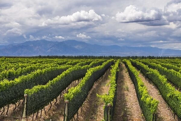 Vineyards in the Uco Valley (Valle de Uco), a wine region in Mendoza Province, Argentina
