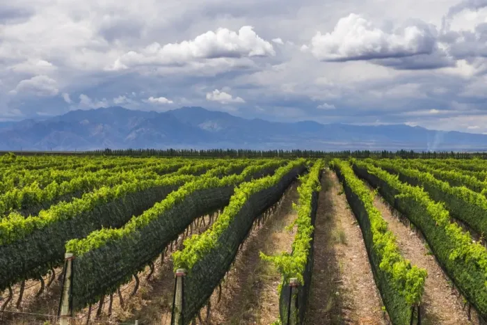 Framed Print : Vineyards in the Uco Valley (Valle de Uco), a wine region in Mendoza Province, Argentina Framed Print : Vineyards in the Uco Valley (Valle de Uco), a wine region in Mendoza Province, Argentina