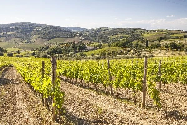 Vineyards, Val d Orcia, UNESCO World Heritage Site, Tuscany, Italy, Europe