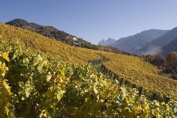 Vineyards, Val di Funes