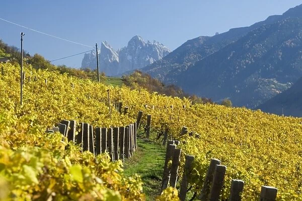 Vineyards, Val di Funes