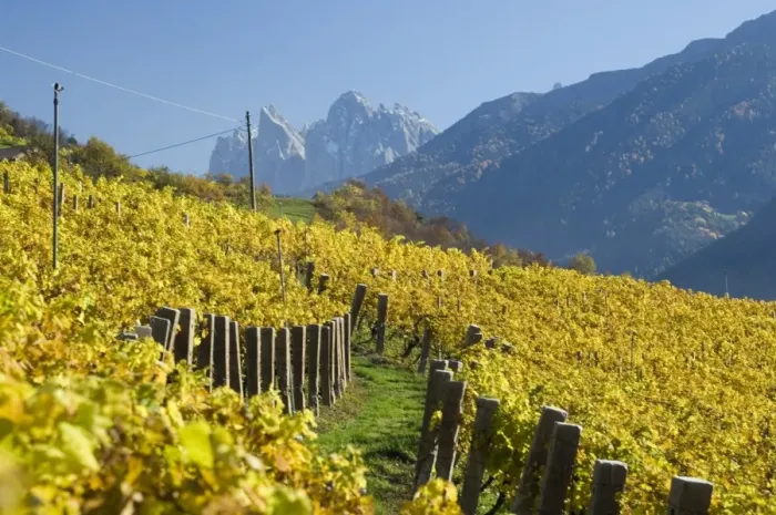 Framed Print : Vineyards, Val di Funes Framed Print : Vineyards, Val di Funes