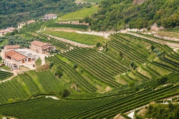 Vineyards of Valpolicella, Sant Ambrogio di Valpolicella, Verona province, Veneto, Italy, Europe